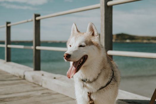 Bringing Your Pet to Australia in 2024: A Complete Guide