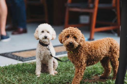 2024 Guide: How to Successfully Bring Your Pet to Australia